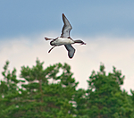 BB 07 0085 / Gavia stellata / Smålom